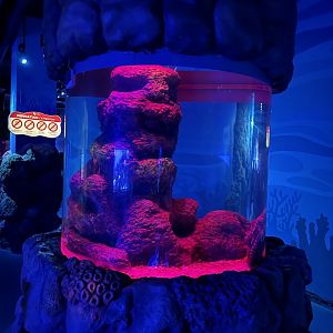 giant pacific octopus (enteroctopus dofleini) exhibit - BX Sea