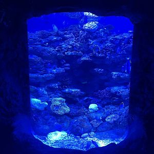 aquarium 1 - BX Sea