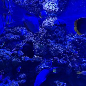 fishes from aquarium 1 - BX Sea