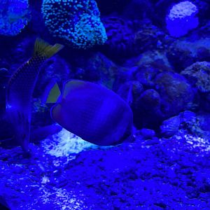 sunburst butterflyfish (chaetodon kleinii) - BX Sea