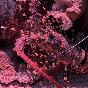 ornate spiny lobster (panulirus ornalitus) - BX Sea