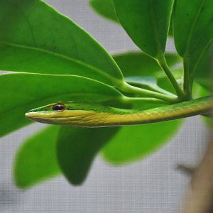 Asian Vine Snake (Ahaetulla sp)