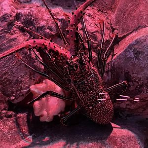 longlegged spiny lobster (panulirus longipes) - BX Sea