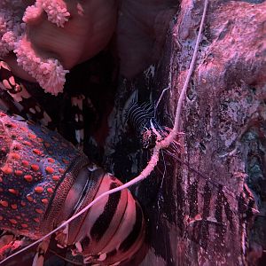 younger painted rock lobster (panulirus versicolor) - BX Sea