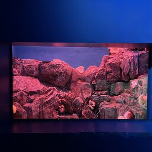 lobster exhibit - BX Sea