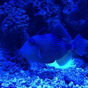 blue-and-gold triggerfish (pseudobalistes fuscus) - BX Sea