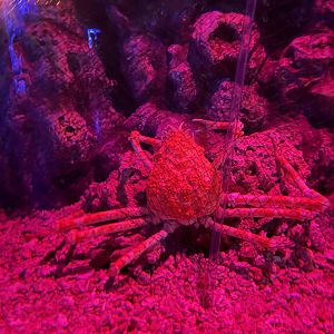 japanese spider crab (macrocheira kaempferi) (1) - BX Sea