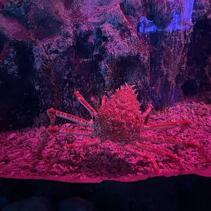 japanese spider crab (macrocheira kaempferi) (2) - BX Sea