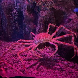 japanese spider crab (macrocheira kaempferi) (3) - BX Sea