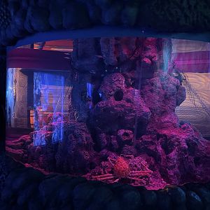 japanese spider crab (macrocheira kaempferi) exhibit