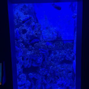 lionfish & porcupinefish exhibit - BX Sea