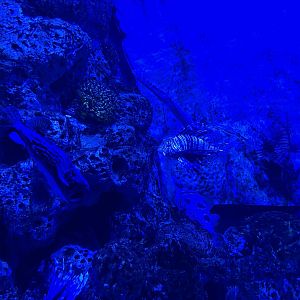 red lionfish (pterois volitans) - BX Sea