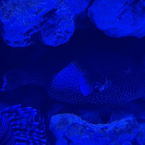 guineafowl puffer (arothron meleagris) - BX Sea