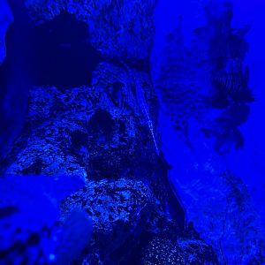 chinese trumpetfish (aulostomus chinensis) - BX Sea