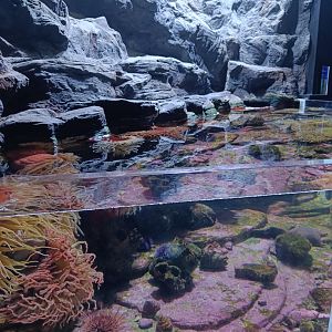 Urchin, anemone and starfish pool - Polar Pavilion (22/08/24)