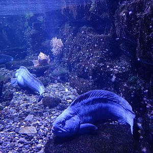 Atlantic Wolffish - Polar Pavilion (22/08/24)