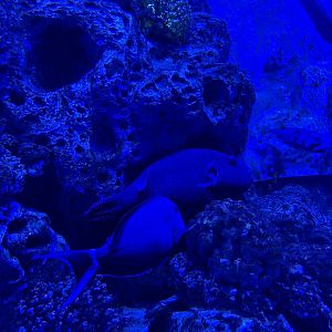 guineafowl puffer (arothron meleagris) & achilles tang (acanthurus achilles) - BX Sea