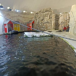 Arctic seal (Bearded and Ringed) pool at feeding time - Polar Pavilion (22/08/24)