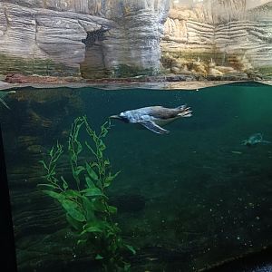 Gentoo Penguin diving - Polar Pavilion (22/08/24)
