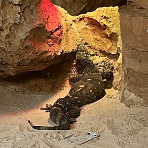 Natural Encounters Black-throated Monitor