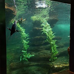 Gentoo Penguins diving - Polar Pavilion (22/08/24)