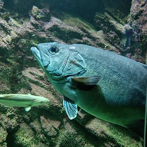 Atlantic Wreckfish - Bretagne Pavilion (22/08/24)