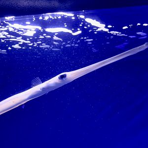 Bluespotted Cornetfish (Fistularia commersonii)
