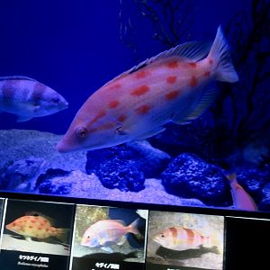Nagasaki Hogfish (Bodianus oxycephalus)