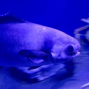 Pacific Barrelfish (Hyperoglyphe japonica)