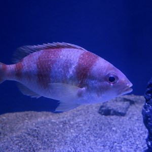 Unarmed Dwarf Monocle Bream (Parascolopsis inermis)