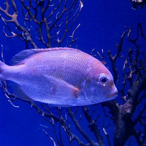 Yellowback Sea Bream (Evynnis tumifrons)