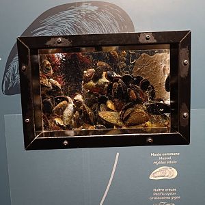 Blue Mussel, Pacific Oyster and Poli's Stellate Barnacle - Bretagne Pavilion (22/08/24)