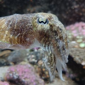 Common Cuttlefish - Bretagne Pavilion (22/08/24)