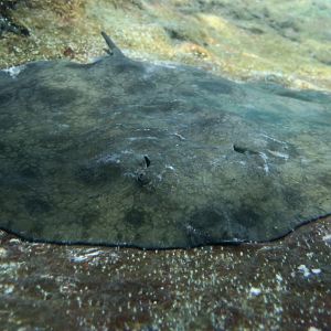 Japanese Butterfly Ray (Gymnura japonica)