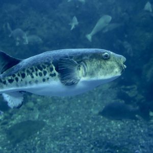 Tiger Puffer (Takifugu rubripes)