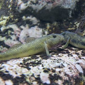 Bar Cheek Goby (Rhinogobius giurinus)