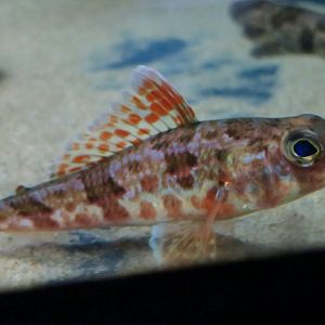 Japanese Thread-Sail Fish (Hime japonica)