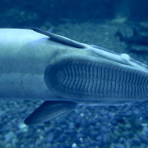 Live Sharksucker (Echeneis naucrates)