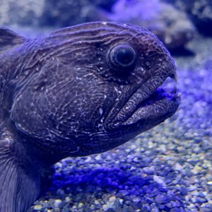 Bering Wolffish (Anarhichas orientalis)