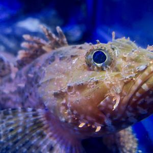 Izu Scorpionfish (Scorpaena izensis)