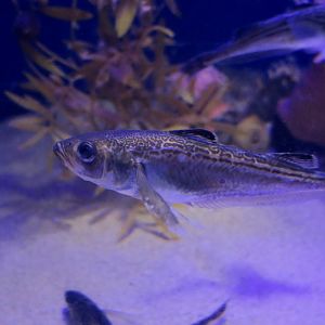 Japanese Sandfish (Arctoscopus japonicus)