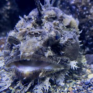 Sea Raven (Hemitripterus villosus)
