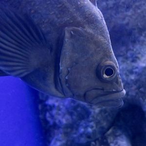 Snowy Rockfish (Sebastes nivosus)