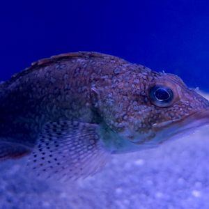 Red-Marbled Rockfish (Sebastiscus tertius)