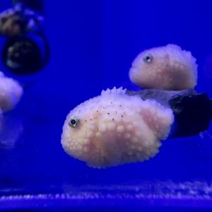 Siberian Lumpsucker (Eumicrotremus asperrimus)