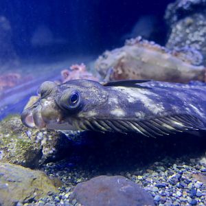 Slime Flounder (Microstomus achne)