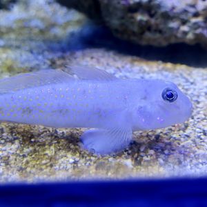 Spinecheek Goby (Oplopomus oplopomus)