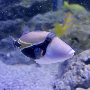 Reef Triggerfish (Rhinecanthus rectangulus)