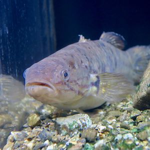 Tolson's Snakehead Gudgeon (Giuris tolsoni)