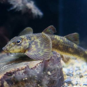 Loach Goby (Rhyacichthys aspro)